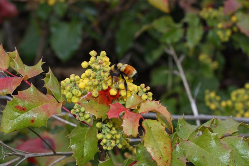Магония (Mahonia) обыкновенная