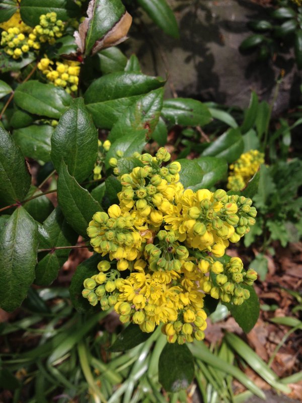 Mahonia lomariifolia