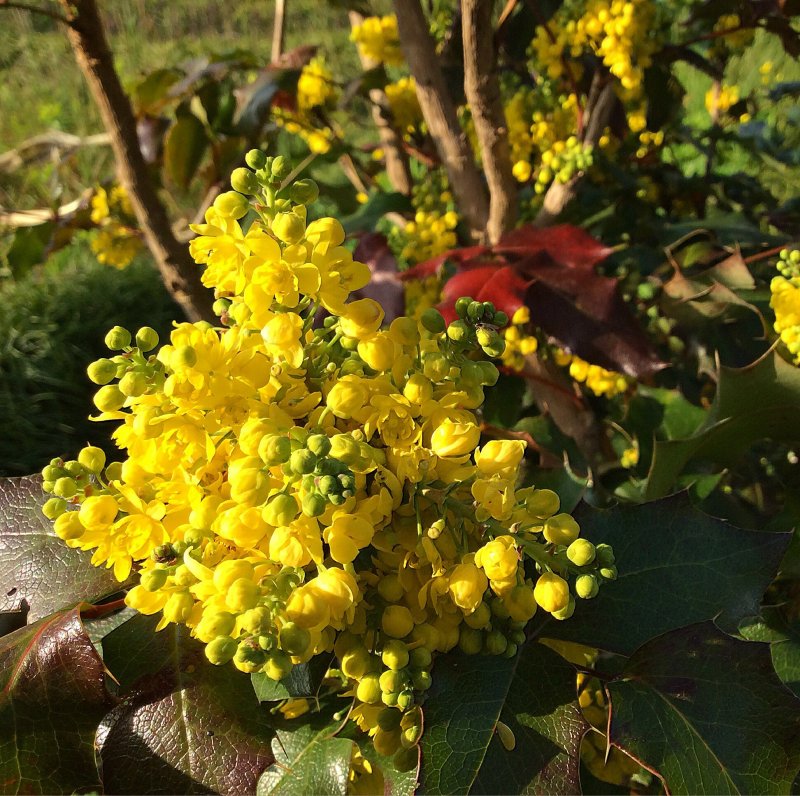 Магония ползучая (Mahonia repens)