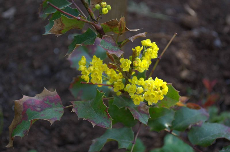 Барбарис aquifolium