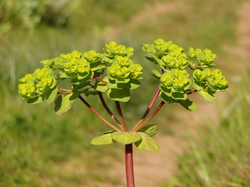 Латук Компасный (Lactuca serriola)