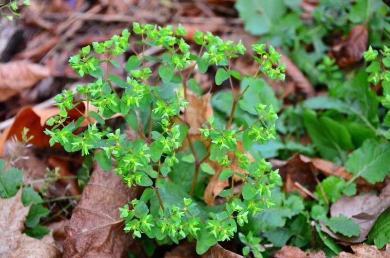 Молочай болотный (Euphorbia palustris)