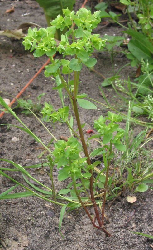 Amandelwolfsmelk Euphorbia молочай
