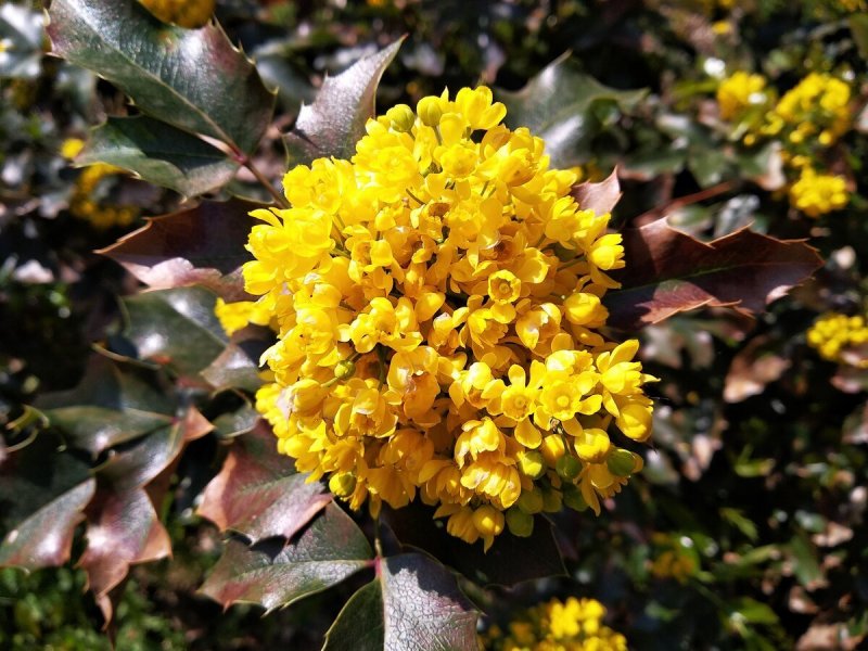 Магония падуболистная (Mahonia aquifolium)