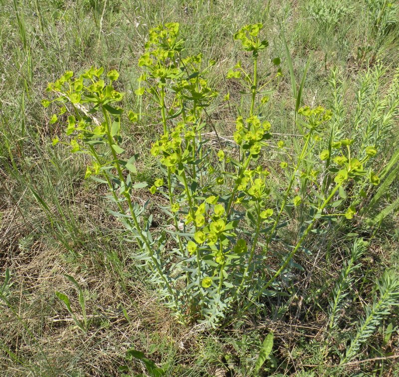 Euphorbia myrsinites