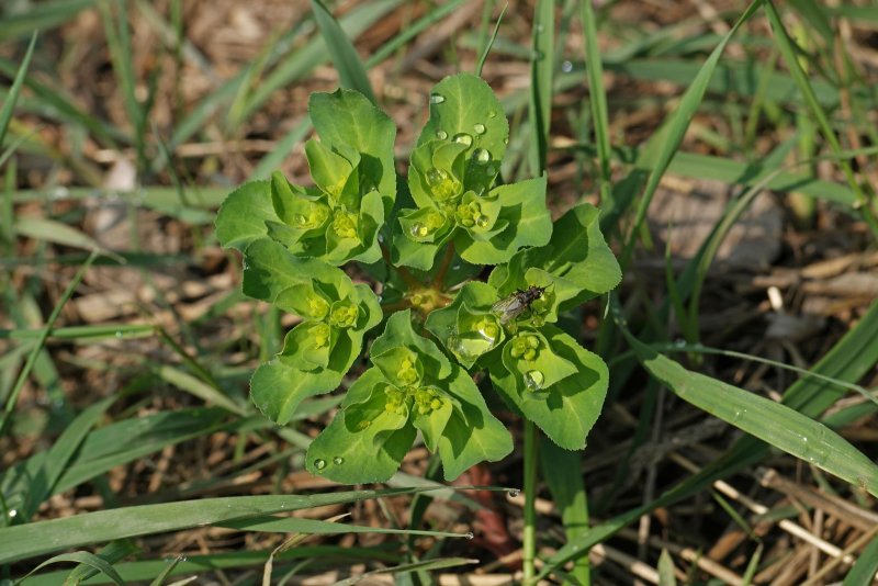 Euphorbia lathyris молочай