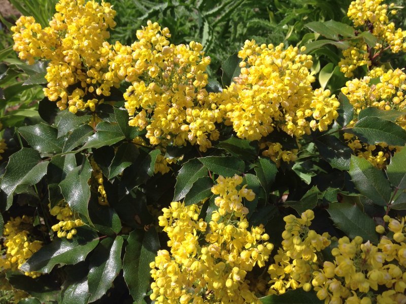 Магония ползучая (Mahonia repens)
