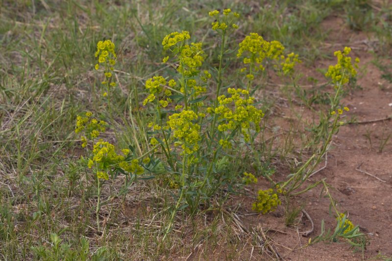 Молочай Жигулёвский (Euphorbia zhiguliensis)