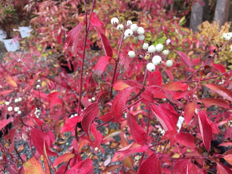 Дерен белый Ауреа Cornus Alba Aurea