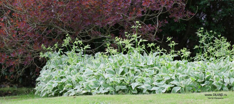 Дерен белый Cornus Alba "Siberian Pearls"