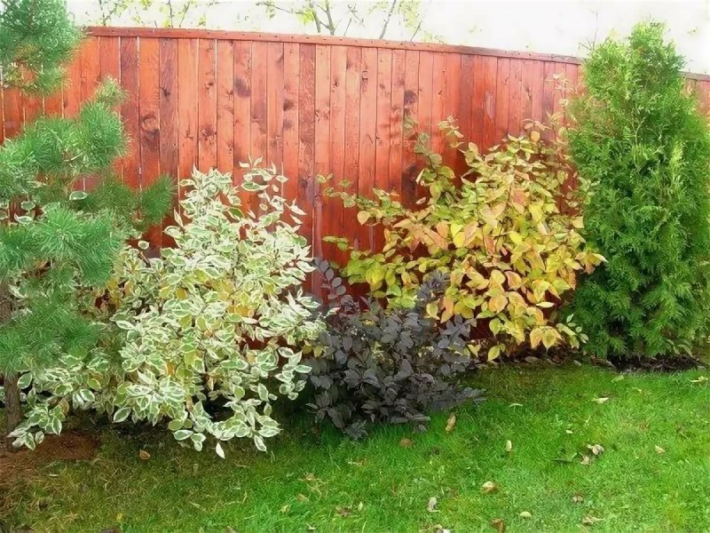 Дерен Cornus Alba sibirica