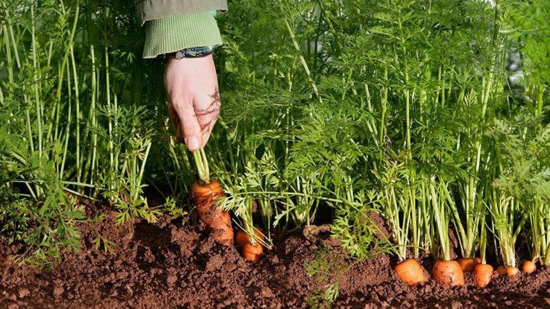 Морковь растет на грядке