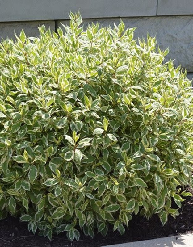 Дерен sibirica variegata