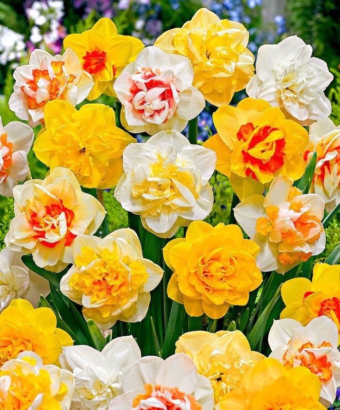 Нарцисс Eastertide