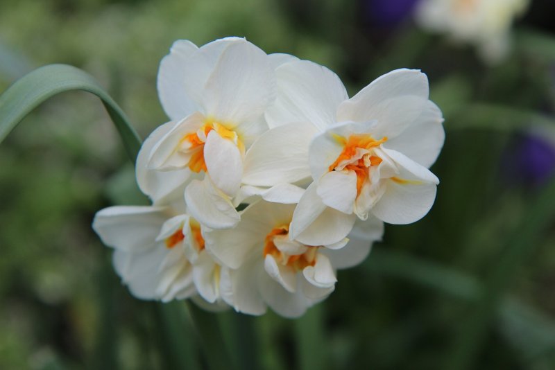 Нарцисс Queen's Day
