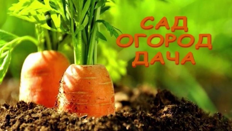 Морковная грядка