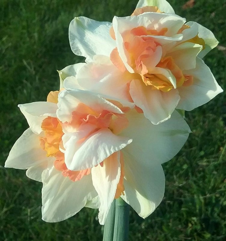 Нарцисс Rosy cloud