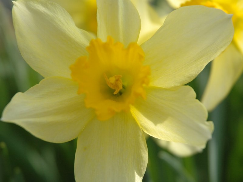 Narcissus Toto