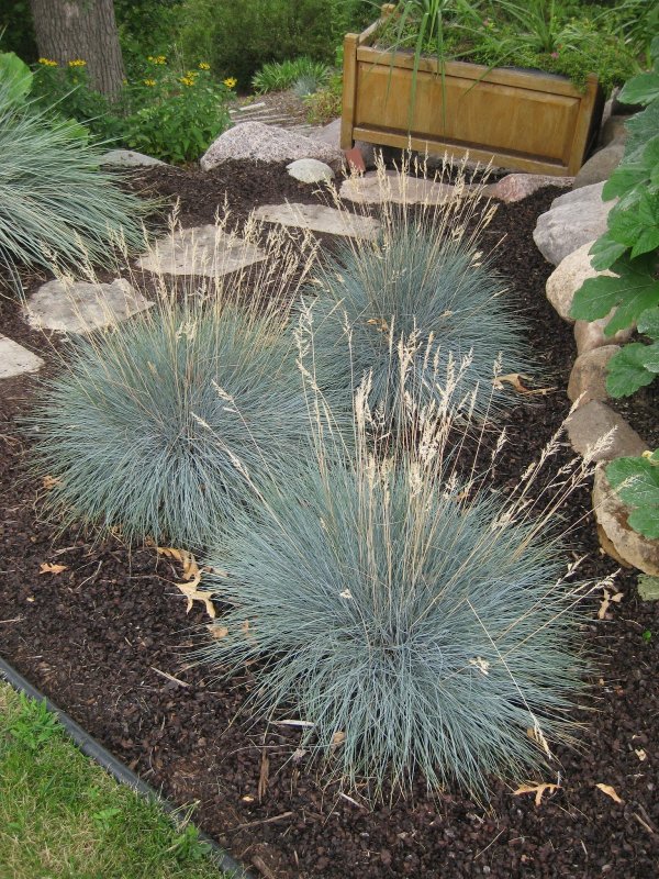 Овсяница Blauglut