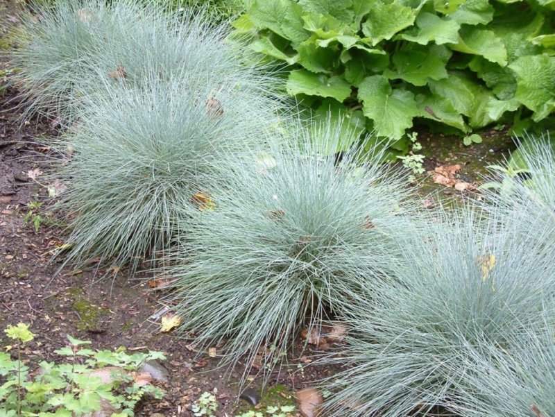 Овсяница сизая (Festuca glauca)