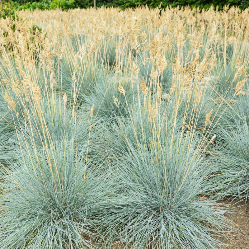 Овсяница голубая - Festuca cinerea