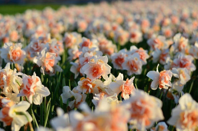 Daffodil Pink Нарцисс