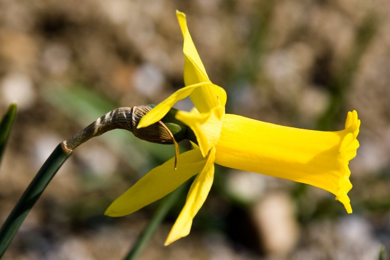 Narcissus cyclamineus