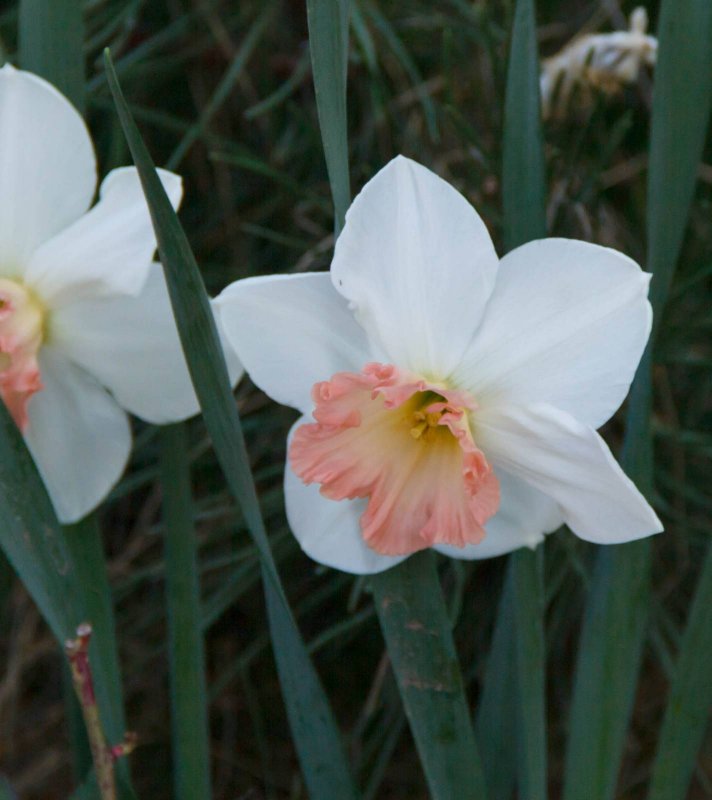 Нарцисс Rosa Trompete (75 фото)
