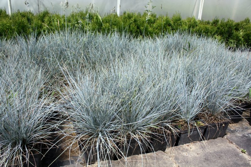 Овсяница сизая Blauglut