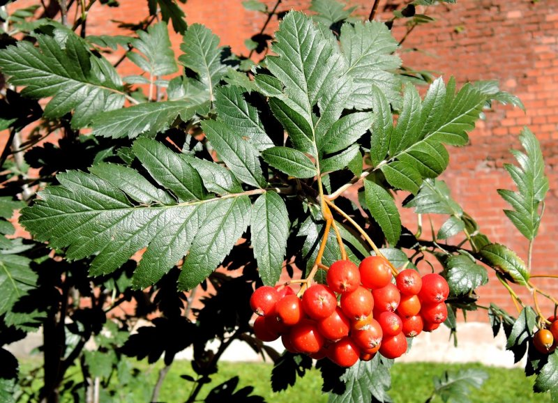 Рябина промежуточная Sorbus Intermedia
