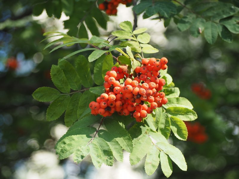 Рябина промежуточная (шведская) (Sorbus Intermedia)