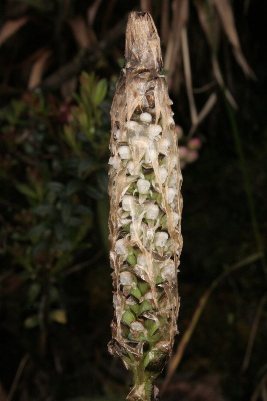 AA argyrolepis