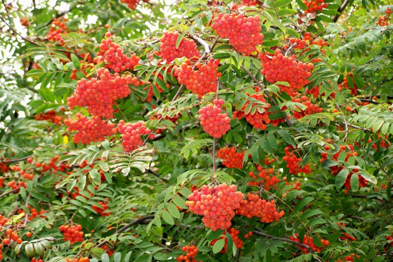 Рябина Sorbus Intermedia