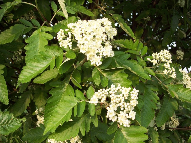 Рябина интермедиа Sorbus Intermedia