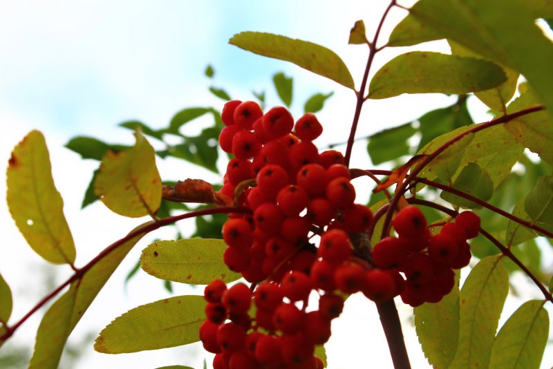 Sorbus Intermedia листья