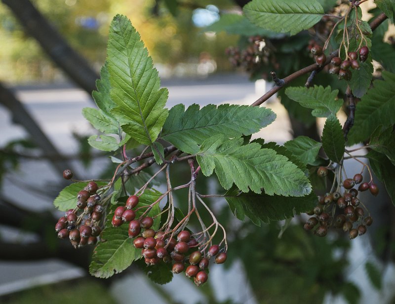 Рябина промежуточная (шведская) (Sorbus Intermedia)