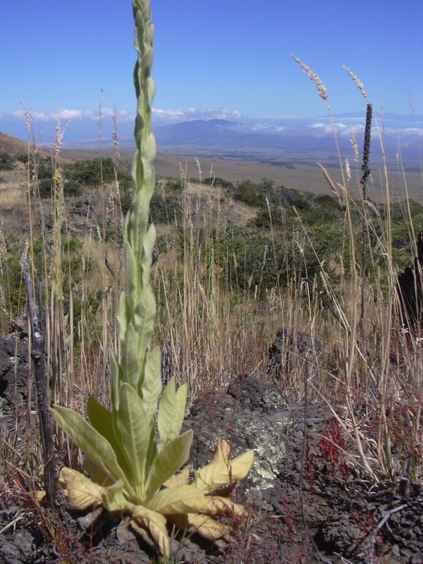 Verbascum Thapsus