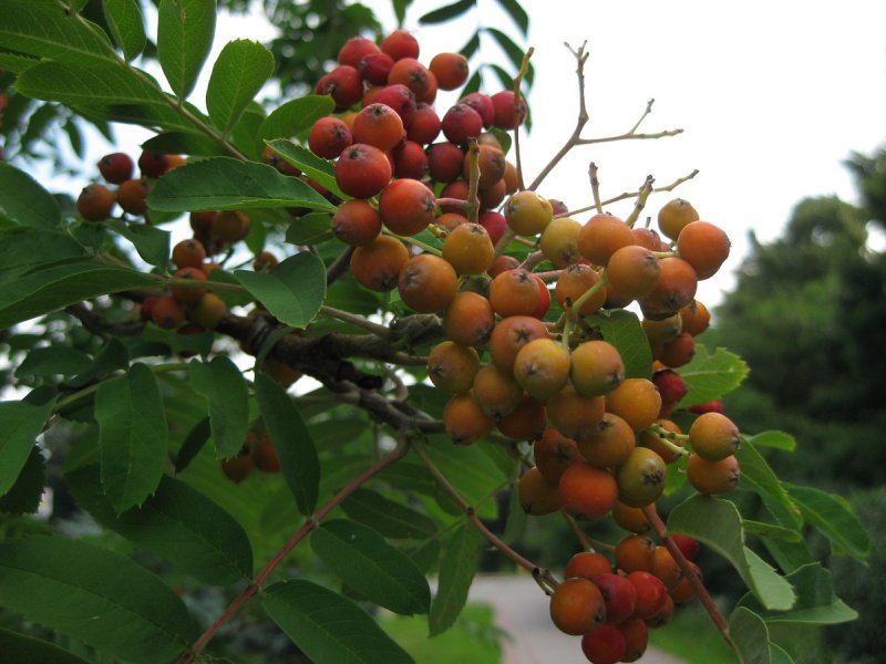 Рябина промежуточная (шведская) (Sorbus Intermedia)