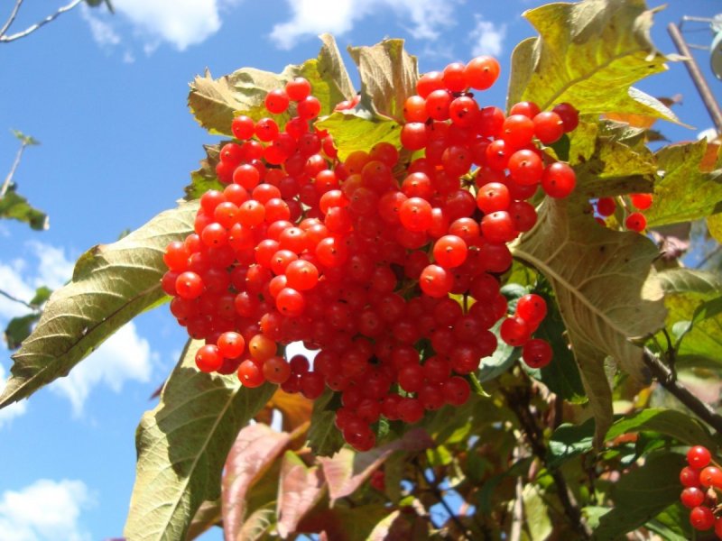 Рябина промежуточная (шведская) (Sorbus Intermedia)