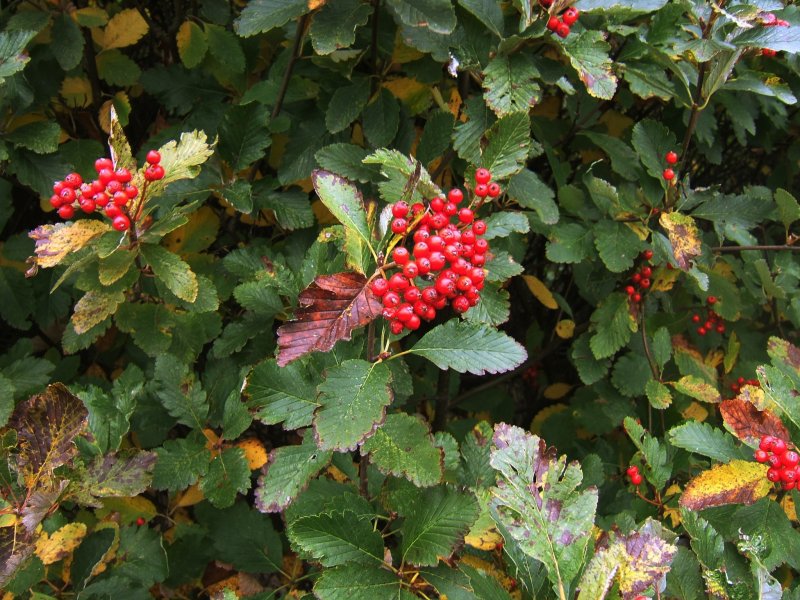 Рябина обыкновенная (Sorbus aucuparia edulis