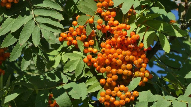 Рябина промежуточная Sorbus Intermedia