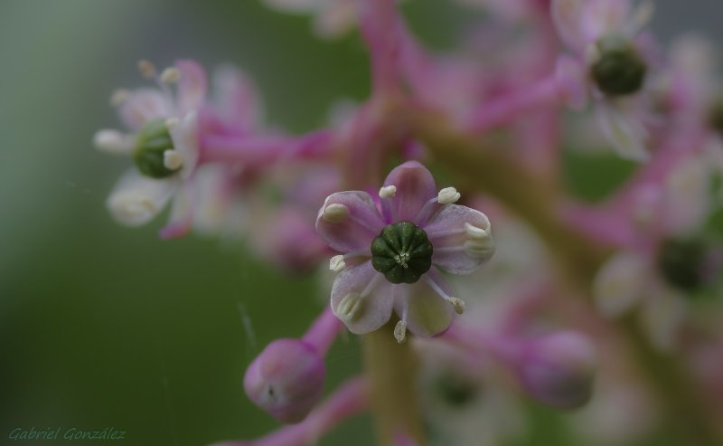 Pogostemonis herba