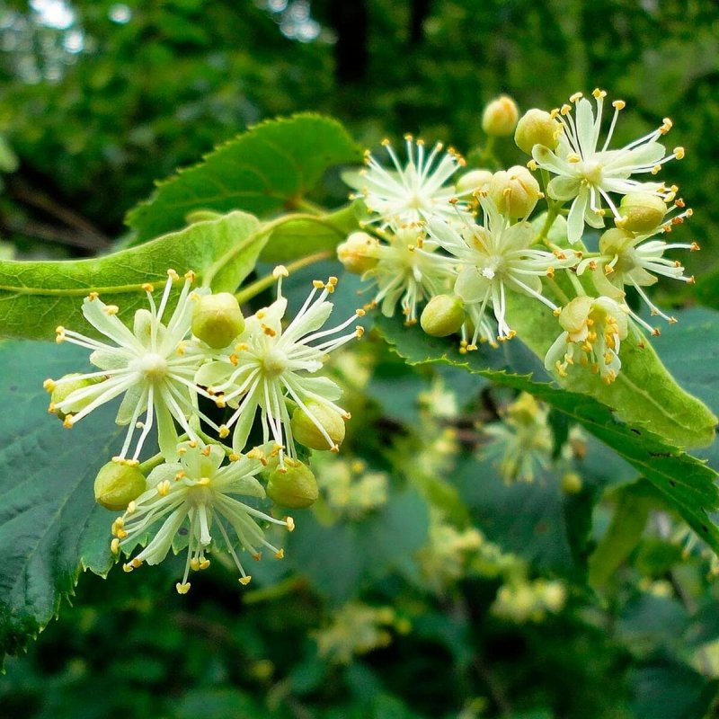 Липа мелколистная Tilia cordata