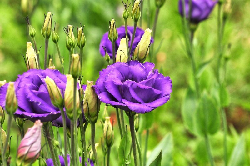 Eustoma grandiflorum