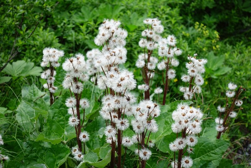Pappus в ботанике