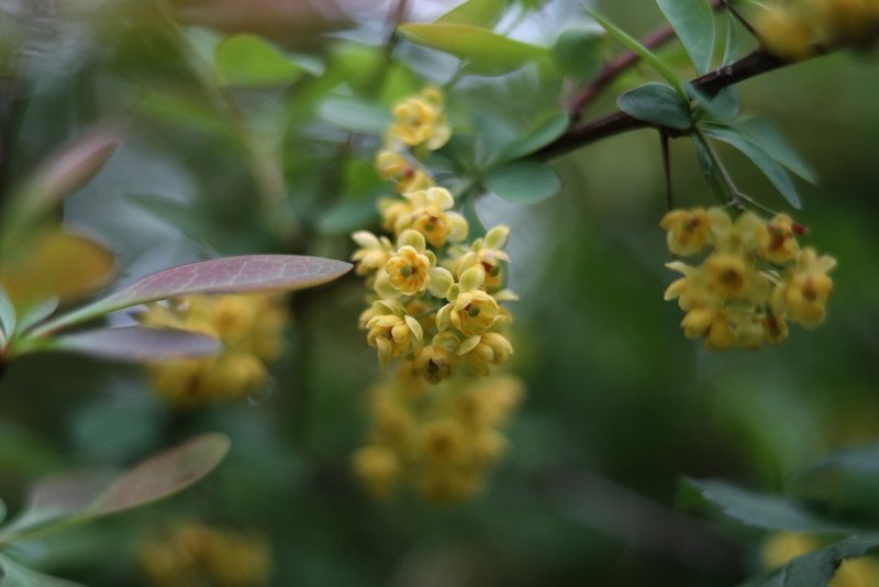 Menispermaceae