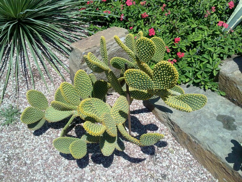 Opuntia polyacantha