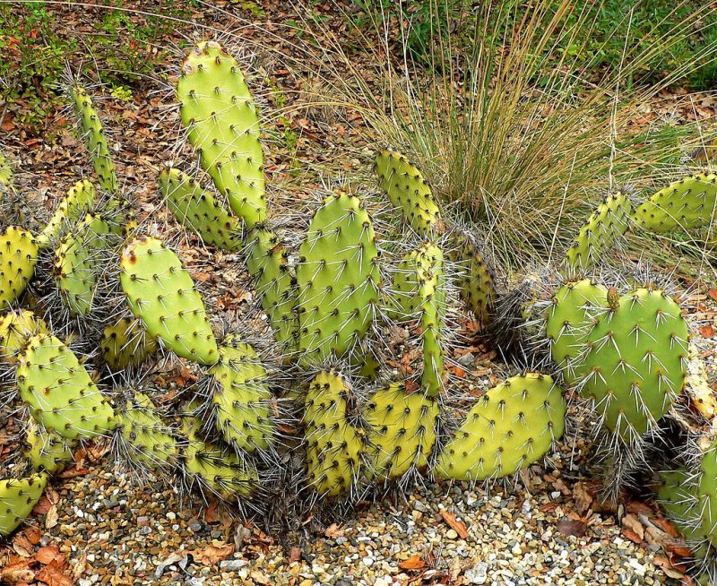 Длинноостная опунция Opuntia longispina