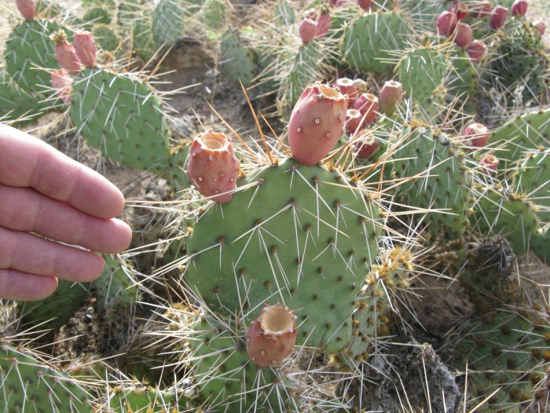 Opuntia basilaris v.Ramosa