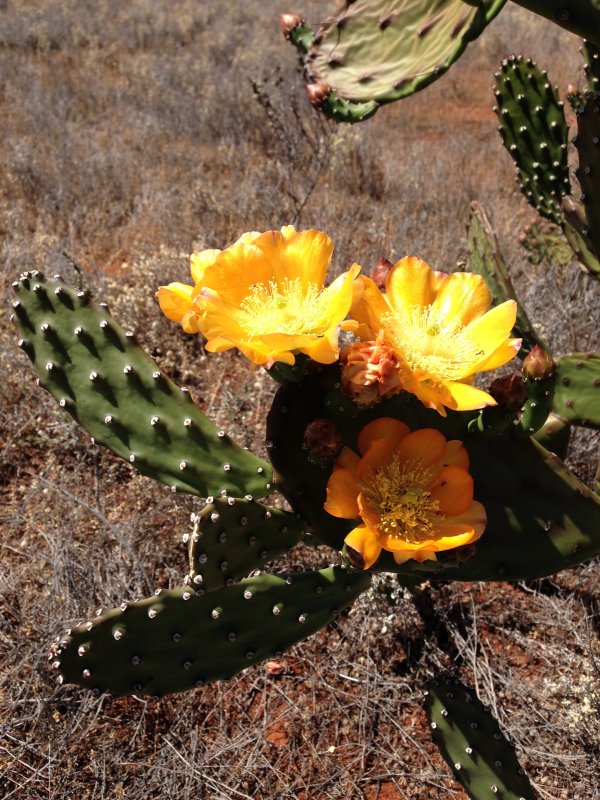 Опунция Госселина Opuntia gosseliniana